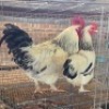 2 X FARM CHICKEN ROOSTER & HEN WILMEG (Per animal to take the lot)