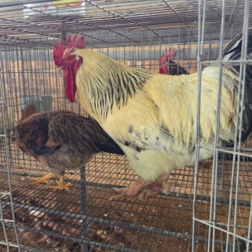 2 X FARM CHICKEN ROOSTER & HEN WILMEG (Per animal to take the lot)