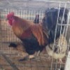 3 X FARM CHICKEN ROOSTER & HEN WILMEG (Per animal to take the lot)
