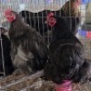 3 X PEKIN BANTAMS ROOSTER & HEN PW VAN HEERDEN (Per animal to take the lot)