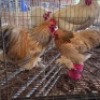 2 X PEKIN BANTAMS ROOSTER & HEN PW VAN HEERDEN (Per animal to take the lot)