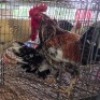 2 X BOSVELDERS ROOSTER & HEN PW VAN HEERDEN (Per animal to take the lot)