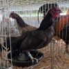 2 X OLD ENGLISH GAME ROOSTER & HEN ZANDER (Per animal to take the lot)