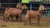 3 X KALAHARI RED BUCK W.SNYDERS (Per animal to take the lot)