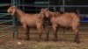 2 X KALAHARI RED BUCK W.SNYDERS (Per animal to take the lot)