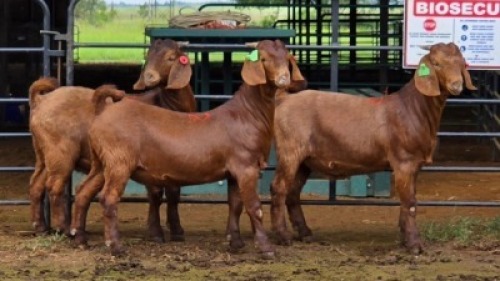 3 X KALAHARI RED BUCK W.SNYDERS (Per animal to take the lot)