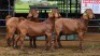 3 X KALAHARI RED BUCK W.SNYDERS (Per animal to take the lot)