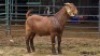 1 X KALAHARI RED BUCK W.SNYDERS
