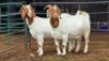 2 X BOER GOAT DOE W.SNYDERS (Per animal to take the lot)
