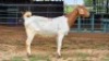 1 X BOER GOAT DOE W.SNYDERS