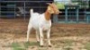 1 X BOER GOAT DOE W.SNYDERS