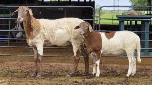 1+1 X MEATMASTER EWE GELYKFONTEIN