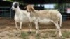 2 X MEATMASTER EWE GELYKFONTEIN (Per animal to take the lot)