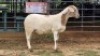 1 X MEATMASTER EWE GELYKFONTEIN