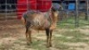1 X PERSIE RAM WILMEG