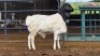 1 X PERSIE RAM WILMEG