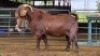 1 X KALAHARI RED BUCK WILMEG