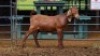 1 X KALAHARI RED DOE MLK LIVESTOCK