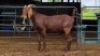 1 X KALAHARI RED DOE MLK LIVESTOCK