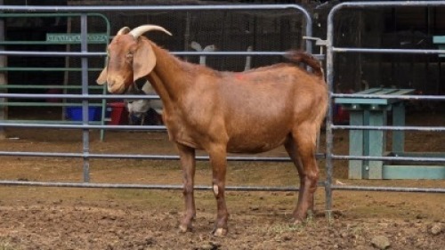 1 X KALAHARI RED DOE MLK LIVESTOCK