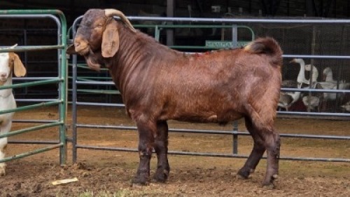 1 X KALAHARI RED BUCK MLK LIVESTOCK