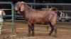 1 X KALAHARI RED BUCK MLK LIVESTOCK