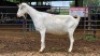 1 X SAANEN DOE MLK LIVESTOCK