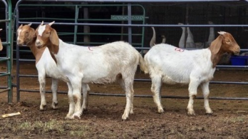 3 X BOER GOAT DOE MLK LIVESTOCK (Per animal to take the lot)