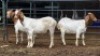 3 X BOER GOAT DOE MLK LIVESTOCK (Per animal to take the lot)
