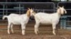 2 X BOER GOAT DOE MLK LIVESTOCK (Per animal to take the lot)