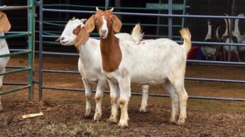 2 X BOER GOAT DOE MLK LIVESTOCK (Per animal to take the lot)