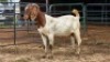 1 X BOER GOAT DOE MLK LIVESTOCK