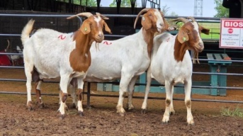 3 X BOER GOAT DOE MLK LIVESTOCK (Per animal to take the lot)