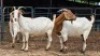 3 X BOER GOAT DOE MLK LIVESTOCK (Per animal to take the lot)