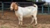 1 X BOER GOAT DOE MLK LIVESTOCK