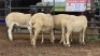 3 X DORPER RAM DKG AGRICULTURAL & CO (Per animal to take the lot)