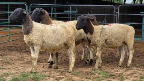 5 X DORPER RAM DKG AGRICULTURAL & CO (Per animal to take the lot)