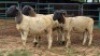 5 X DORPER RAM DKG AGRICULTURAL & CO (Per animal to take the lot)