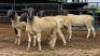 5 X DORPER RAM DKG AGRICULTURAL & CO (Per animal to take the lot)