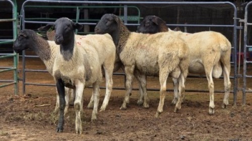 5 X DORPER RAM DKG AGRICULTURAL & CO (Per animal to take the lot)