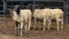 5 X DORPER RAM DKG AGRICULTURAL & CO (Per animal to take the lot)