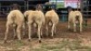 5 X DORPER RAM DKG AGRICULTURAL & CO (Per animal to take the lot)