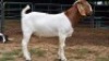 1 X BOER GOAT BUCK VAN DER MERWE BOERDERY