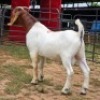 1 X BOER GOAT BUCK VAN DER MERWE BOERDERY
