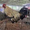 1 X HERERO CHICKEN ROOSTER CH BOERDERY