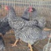 9 X KOEKOEK ROOSTER CH BOERDERY (Per animal to take the lot)