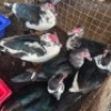 6 X MAKOU MALE & FEMALE NU VINO (Per animal to take the lot)