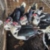 7 X MAKOU MALE & FEMALE NU VINO (Per animal to take the lot)