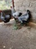 4 X SILVER LACED WYANDOTTE ROOSTER & HEN OCKIE HEILBERG (Per animal to take the lot)