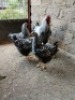 4 X SILVER LACED WYANDOTTE ROOSTER & HEN OCKIE HEILBERG (Per animal to take the lot)